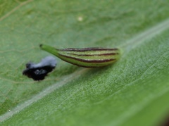 Rhopalomyia inquisitor gall