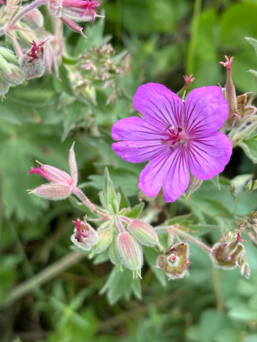 sticky geranium