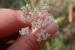 Daucus carota