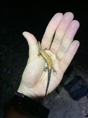 Tropidophorus sinicus