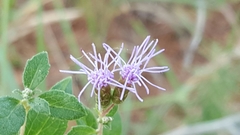 Chromolaena pulchella