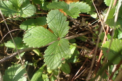 Fragaria vesca