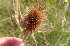 Dipsacus fullonum