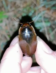 Dytiscus semisulcatus
