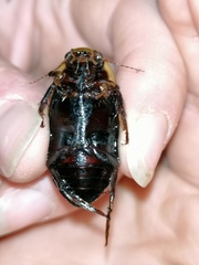 Dytiscus semisulcatus