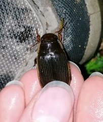 Dytiscus semisulcatus