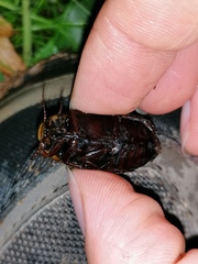 Dytiscus semisulcatus