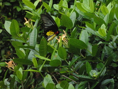 Troides rhadamantus