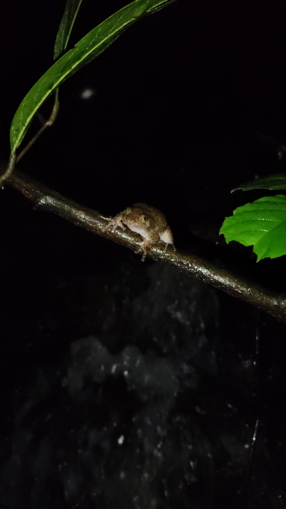Bombay Night Frog (Nyctibatrachus humayuni)