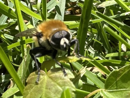 Unknown species found near W Kodiak Dr, Meridian, ID, US
