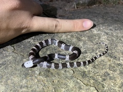 Lycodon futsingensis