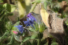 Echium vulgare