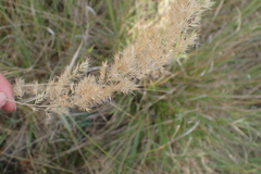 Calamagrostis epigejos