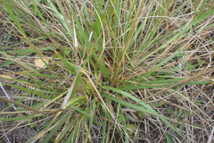 Poaceae