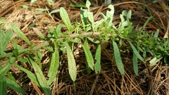 Stevia viscida