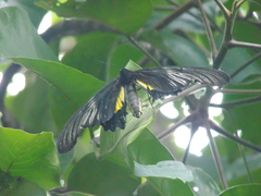 Troides rhadamantus