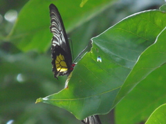 Troides rhadamantus