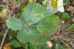 Rubus
