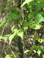 Acer mandshuricum
