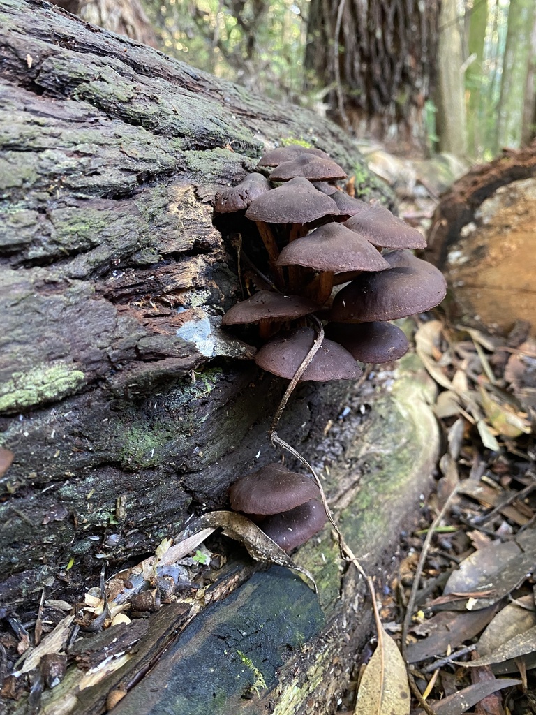 Hypholoma brunneum · June 2025 · photo: © caitlin_anderson1 (iNaturalist, cc-by)