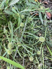 Cyperus hortensis