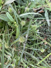 Cyperus hortensis