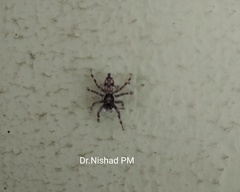 Salticidae