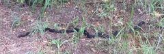 Masticophis flagellum flagellum