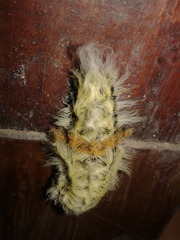 Zygaenoidea