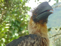 Buceros hydrocorax