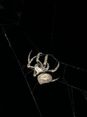 Araneus andrewsi