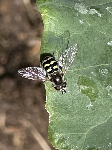 Unknown species found near W Kodiak Dr, Meridian, ID, US