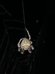 Araneus andrewsi