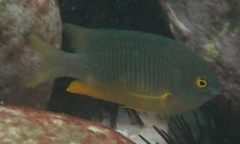 Plectroglyphidodon gascoynei