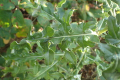 Cirsium arvense
