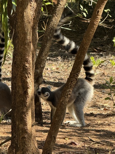 Ring-tailed Lemur