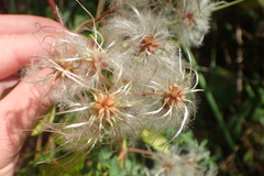 Clematis vitalba
