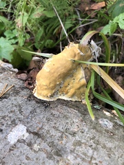 Hypocreaceae