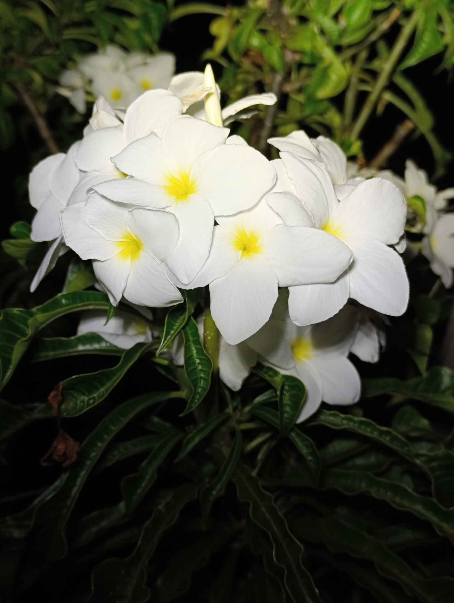 Plumeria pudica