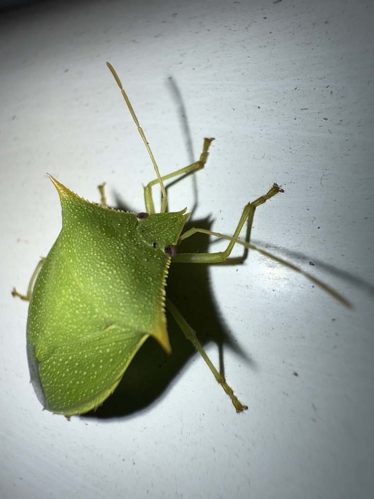 Loxa viridis · iNaturalist