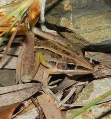 Litoria nasuta