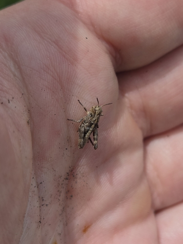 iNaturalist observation photo of Short-horned Grasshoppers and Locusts