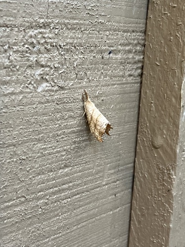 Two-lined Hooktip photo 4