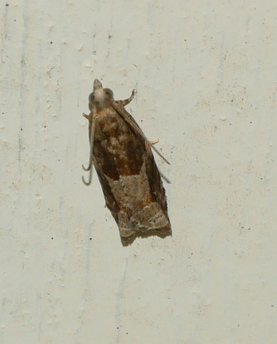 Holly Tortrix, Bennekom, Nederland, photo 10 of 10