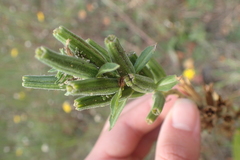 Oenothera