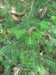 Abies holophylla