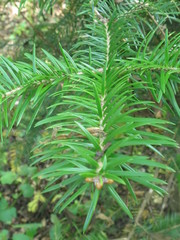 Abies holophylla