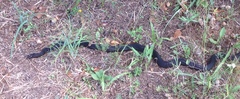 Masticophis flagellum flagellum