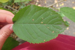 Prunus avium