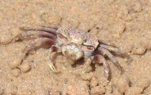West African Fiddler Crab, photo 4 of 10